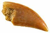 Serrated Raptor Tooth - Real Dinosaur Tooth #346996-1